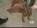 L.I. Dog Owners Snarl Over Breed Specific Laws