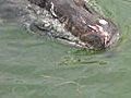 Raw video: Stranded whale off South Beach marina