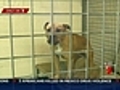 Websites selling illegal dogs