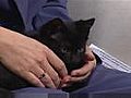 Tips on Having Kittens and Cats as Pets