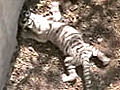 Indore: White tiger cubs born in the city zoo