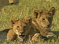 ‘The Last Lions’ sheds new light on predators