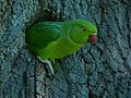 Parakeet Evicts Squirrel