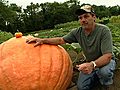 The Giant Pumpkin