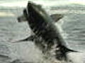 Best of Shark Week: Air Jaws: Sharks of South Africa