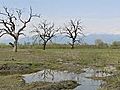 A New Forest for Georgia - Schoolchildren Learn to Protect Nature