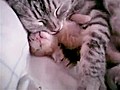 Momma And Kitten Sleep In Blissful Cuteness