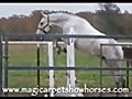 Arabian Warmblood Show & Sport Horses for Sale Dallas Texas