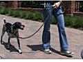 Dog Leash Training - Motivation and Management