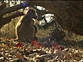 Wild - Baboon Battle