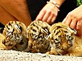 Tiger Cubs Keep Mom Busy