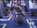 Penguins CAN Fly!