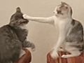 Cat Battle