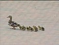 Patitos se los lleva el viento