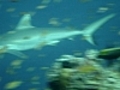 Requins gris