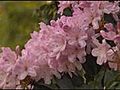 Royal wedding flowers blooming