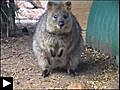 VIDEO KOALAS ET KANGOUROUS,  AUSTRALIE   LE KOALA EN DANGER D’EXTINCTION