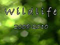 Czech Wildlife 2008-2010