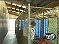 Dogs siezed from home