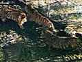 Fatal Attractions: Backyard Full of Tigers