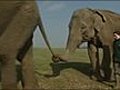 VIDEO: Elephants &#039;good at teamwork&#039;