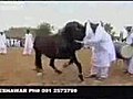 رقص حصان باكستاني