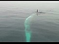 Finback Whale Shows Off