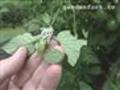 Tomato Hornworm Invasion