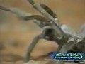 Tarantula Vs Scorpion