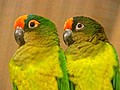 Parrot Dating Agency