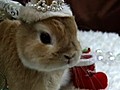 Japanese Bunnies Get Dressed Up