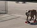 Skateboarding dog rolls into Orlando