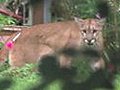 Mountain Lion Runs Wild Through Oklahoma Neighborhood