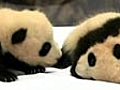 Meet the pandas: Meihin and Eihin