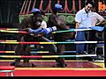 Kick-Boxing Orangutans