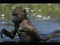 PLANET EARTH - Baboons In The Water
