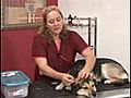 Eau Claire Dog Groomer Tip Applying Groomer Bows
