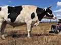 Meet Fonzy,  Australia’s biggest bull