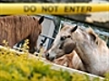 Hendra virus kills a horse in Qld
