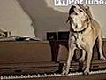 Paws Playing Piano