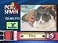 'Misty' - Senior Cat - #5291726