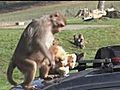 Monkeys ravage car at Longleat