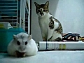 Cat and Hamster