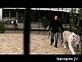 Dans les coulisses du cirque Médrano : David Néry et son tigre blanc Jedi