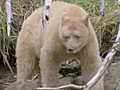 The Coolest Stuff on the Planet: Great Bear Rainforest