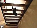 chat-escalier-envers-parcours du chat-battant