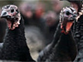 Christmas turkeys on the farm