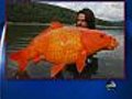 GIANT GOLDFISH CAUGHT