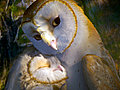 Legend of the Guardians The Owls of Ga’Hoole