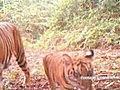 Rare tigers caught on camera